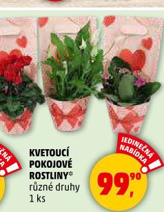 Pokojové rostliny