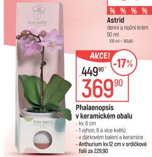 Orchidej
