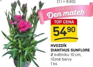 Dianthus - Hvozdík