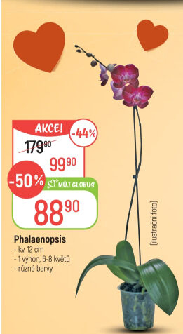 Orchidej