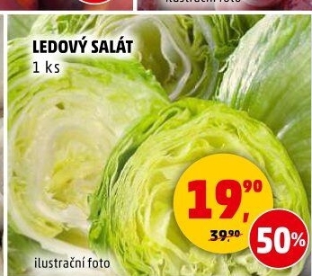 Salát ledový