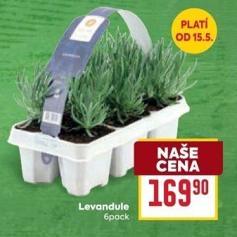 Levandule