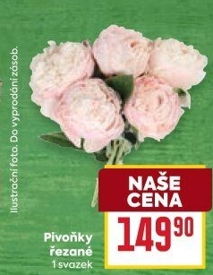 Řezané pivoňky