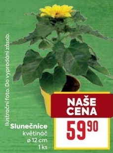 Slunečnice - Hellianthus