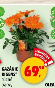 Gazanie