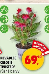 Nevadlec - Celosie