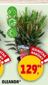 Oleandr