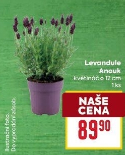 Levandule