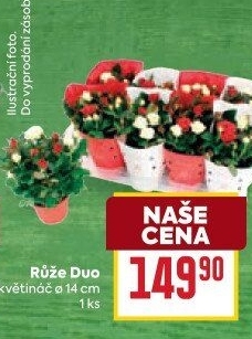 Růže