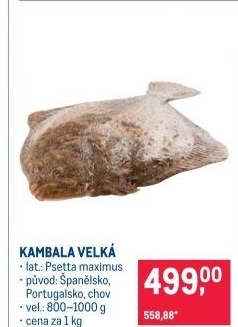 Kambala velká