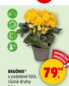 Begónie