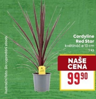 Cordyline - Dračenka