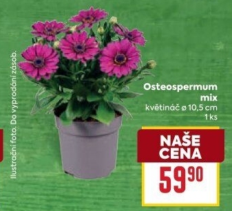 Paprskovka - Kapská kopretina - Osteospermum