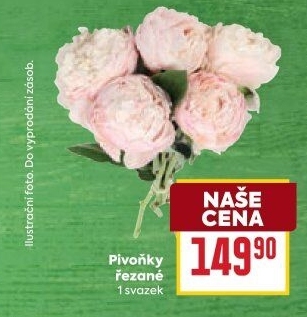 Řezané pivoňky