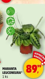 Maranta Leuconeura