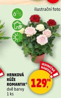 Růže