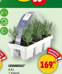 Levandule