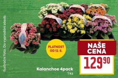 Kalanchoe - Kolopejka