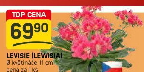 Lewisia