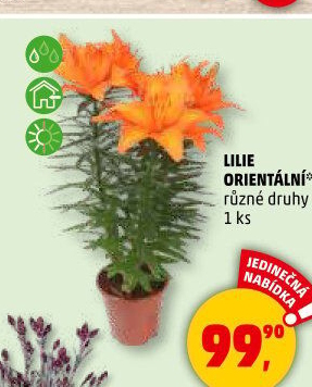 Lilie