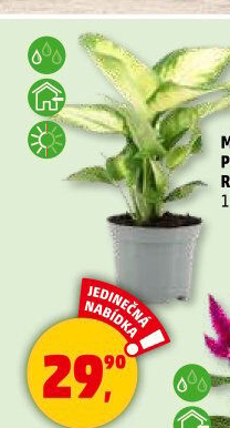 Pokojové rostliny
