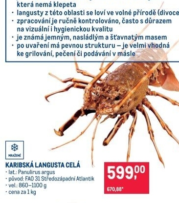 Langusta karibská mražená
