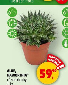 Aloe vera
