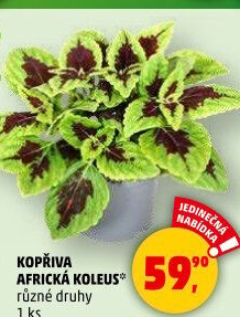 Kopřiva okrasná