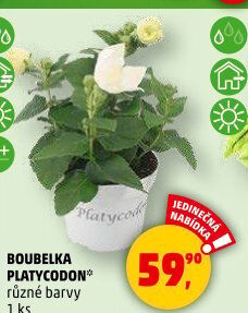 Patycodon - boubelka velkokvětá