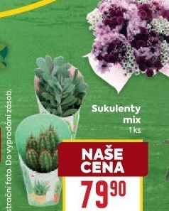 Sukulent