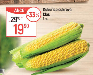 Kukuřice klas