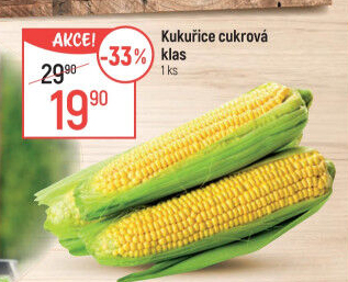 Kukuřice klas