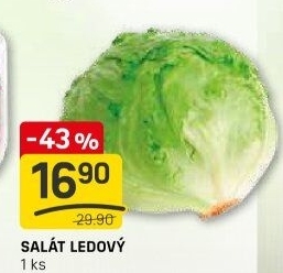 Salát ledový