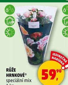 Růže
