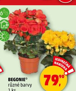 Begónie