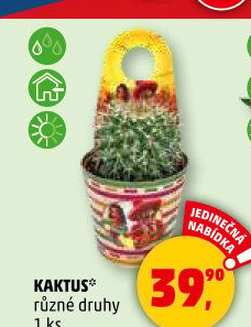 Kaktus