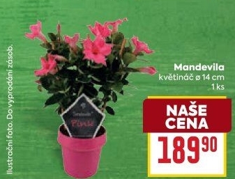 Dipladenie – Mandevila – Mandevilla sundaville