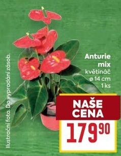 Anturie