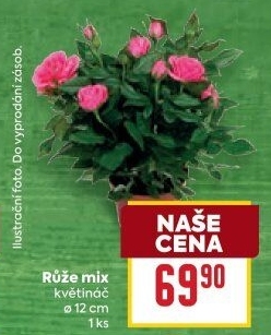 Růže
