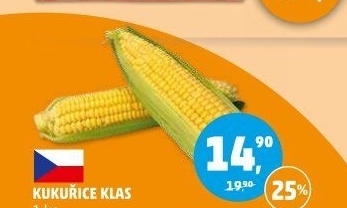 Kukuřice klas