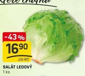 Salát ledový