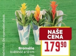 Bromelia