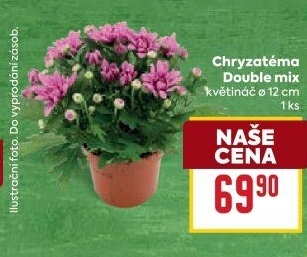 Chrysanthemum - Chryzantéma
