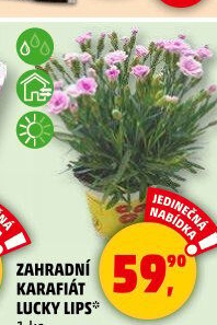 Karafiát