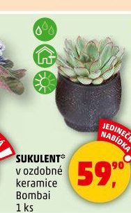 Sukulent