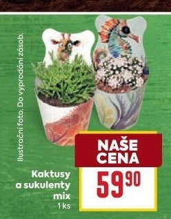 Kaktus