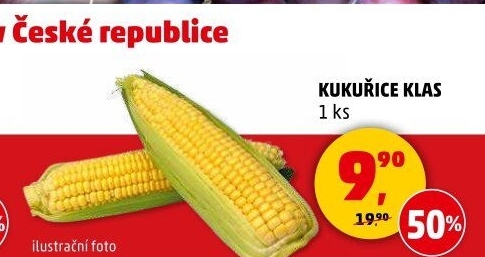 Kukuřice klas