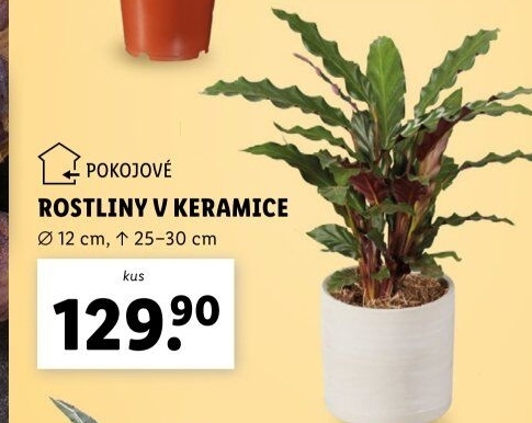 Pokojové rostliny
