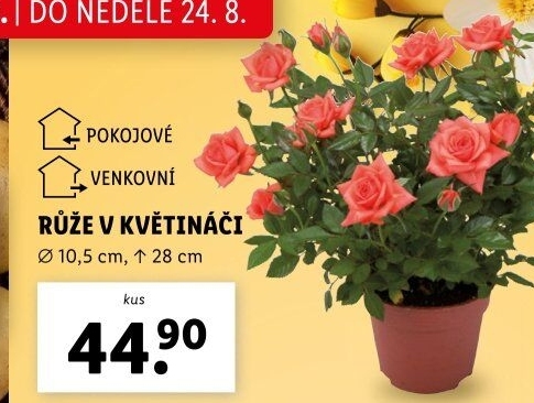 Růže