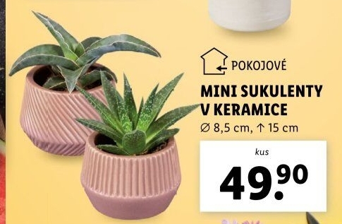 Sukulent
